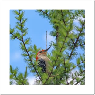 Michigan Red-Bellied Woodpecker Posters and Art